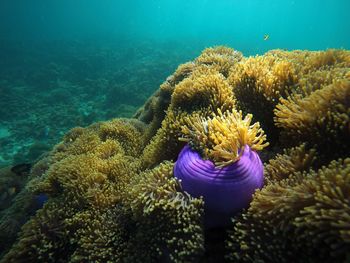Close-up of coral in sea