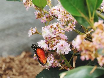 Close-up of butterfly on pink flower