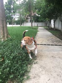Dog in park