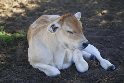 Close-up of a dog lying on field