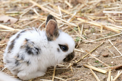 Rabbit on field