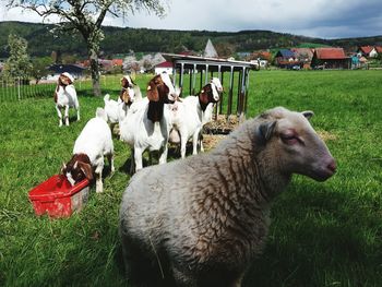 Sheep and goats grazing on field