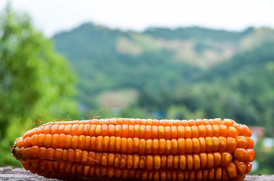 Close-up of sweetcorn