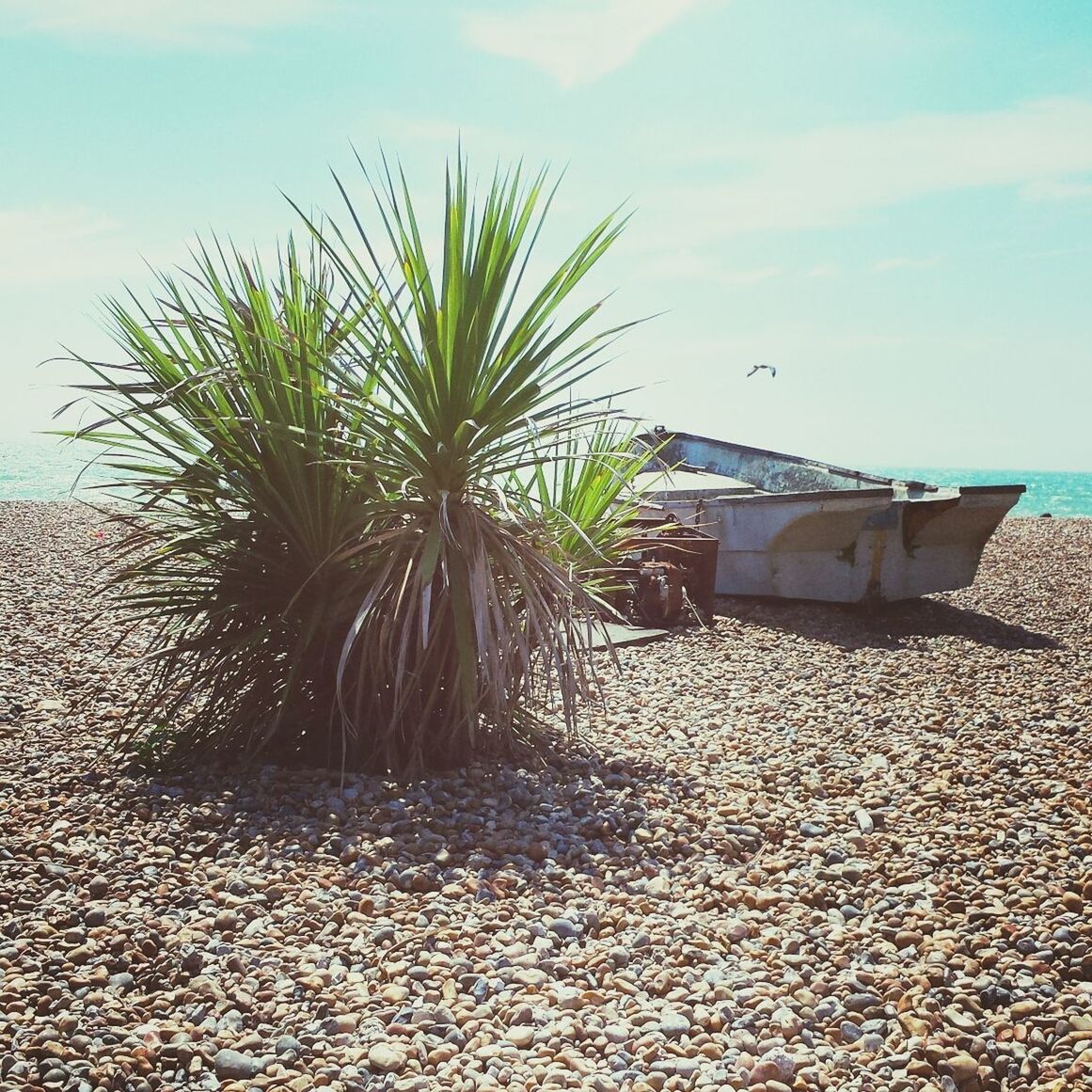 PALM TREE BY BEACH AGAINST SKY