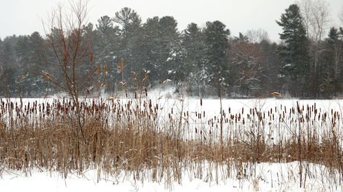 Reflection of trees in water