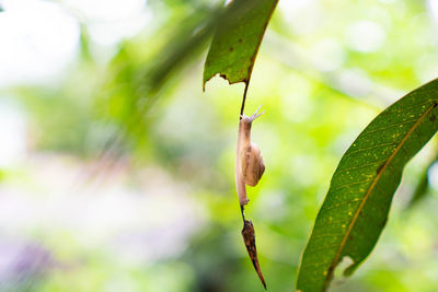 Close-up of green leaves on plant