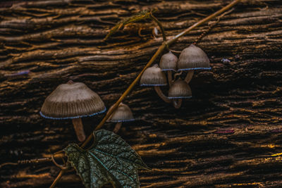 Close-up of mushrooms on dry leaves