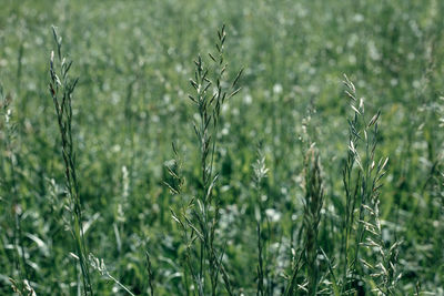 Close-up of crops growing on field