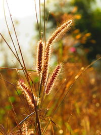 Close-up of plant against blurred background