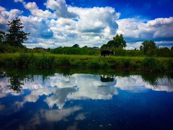 Reflection of trees in water