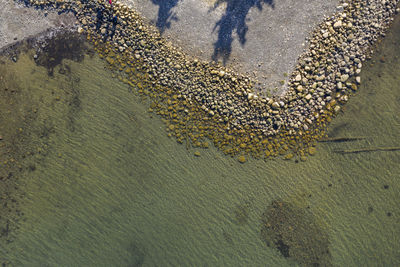 High angle view of starfish on beach