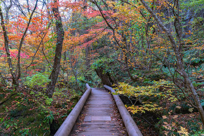 Boardwalk amidst trees in forest during autumn