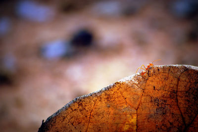 Close-up of dry autumn leaf