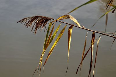 Close-up of reed growing by lake against sky