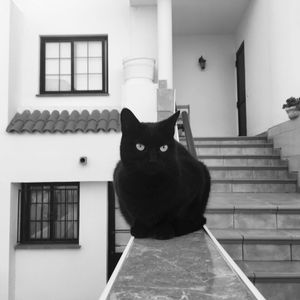 Portrait of black cat sitting