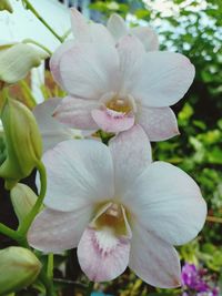 Close-up of white flowering plant