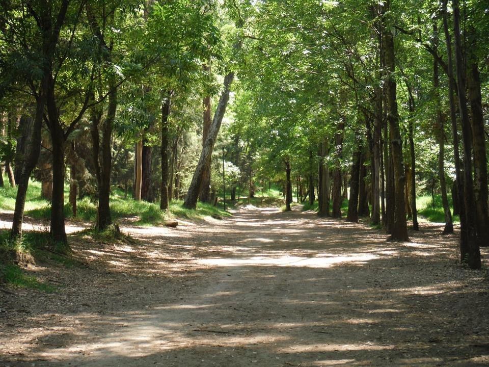 tree, the way forward, diminishing perspective, vanishing point, treelined, tranquility, road, growth, nature, tranquil scene, tree trunk, transportation, dirt road, forest, footpath, beauty in nature, empty road, sunlight, scenics, long