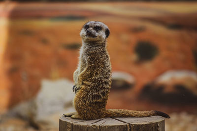 Close-up of meerkat