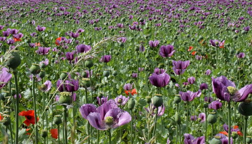 Close-up of fresh purple flowers in field