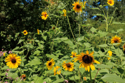 flowering plant