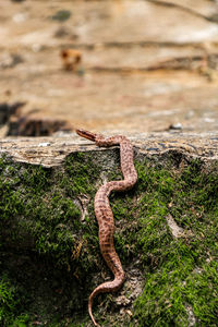 High angle view of lizard on wood