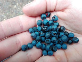 Cropped hand of person holding blueberries