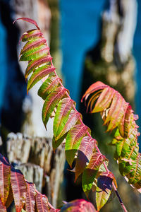 Close-up of plant