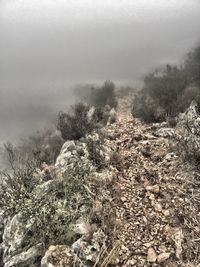 Trees on landscape against mountains