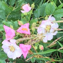 Close-up of pink flowers