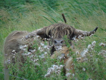 Sheep on field