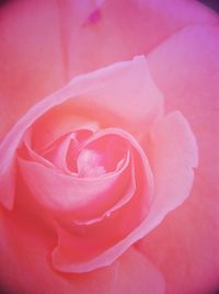 Close-up of pink rose