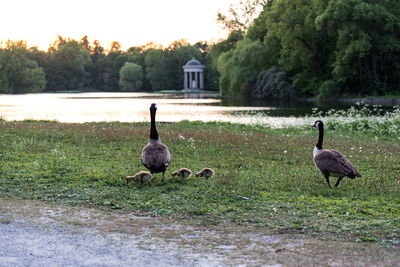 Ducks on a field