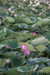 Close-up of pink lotus water lily