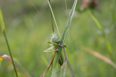 Close-up of damselfly on plant