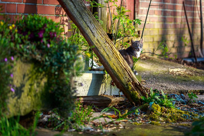 Cat sitting in a yard