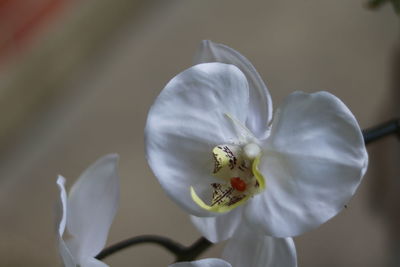 Close-up of white cherry blossom