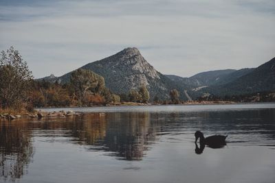 View of duck swimming in lake