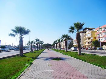 Street amidst palm trees and buildings against sky