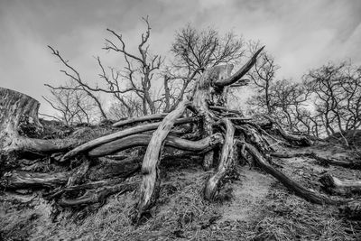 View of bare tree