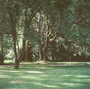 Trees in park