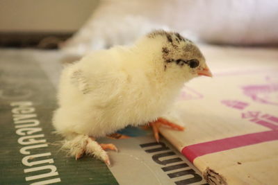 Close-up of a young bird