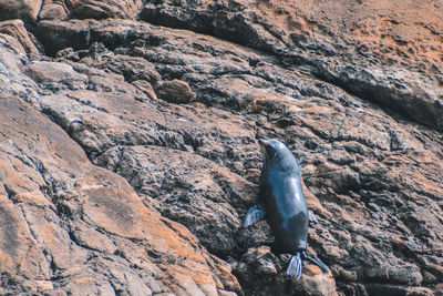 View of fish on rock