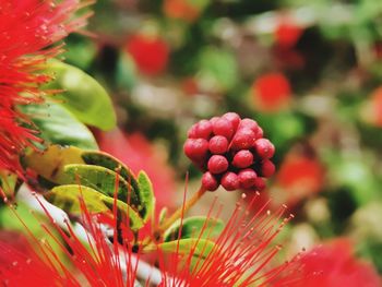 Close-up of red flowering plant