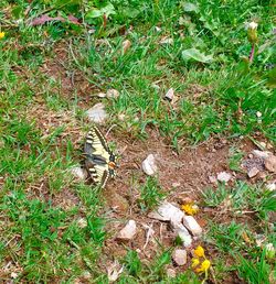 High angle view of bird on field