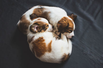 High angle view of puppies sleeping on bed