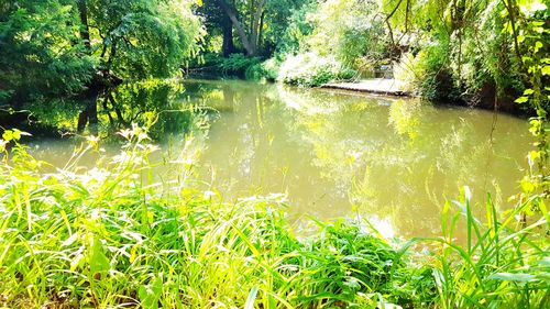 Scenic view of lake amidst trees in forest