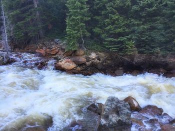 Scenic view of waterfall in forest