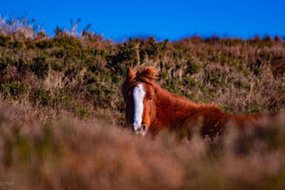 Horse on field