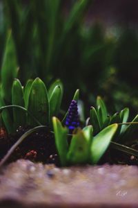 Close-up of plant