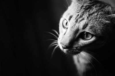 Close-up portrait of cat